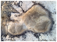 Dinosaur footprints, Altamura, Italy